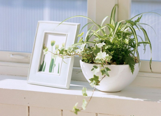 裝修后排毒方法集錦!